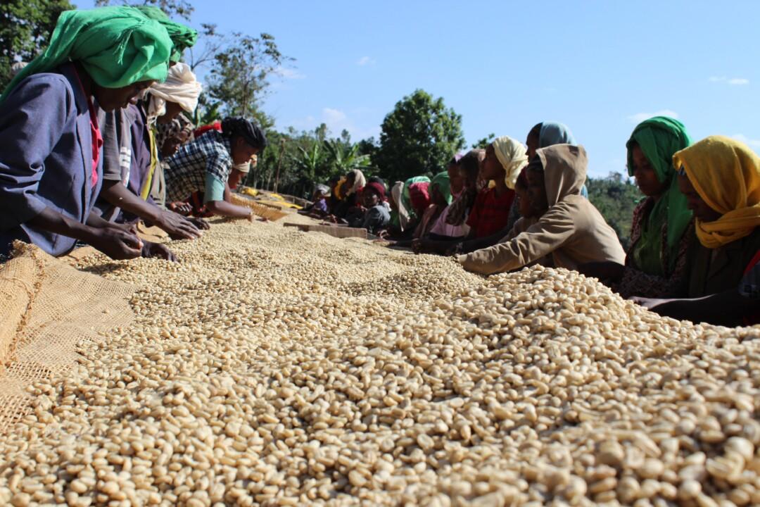 Exploring the Rich Heritage and Distinctive Flavors of Sidamo Coffee