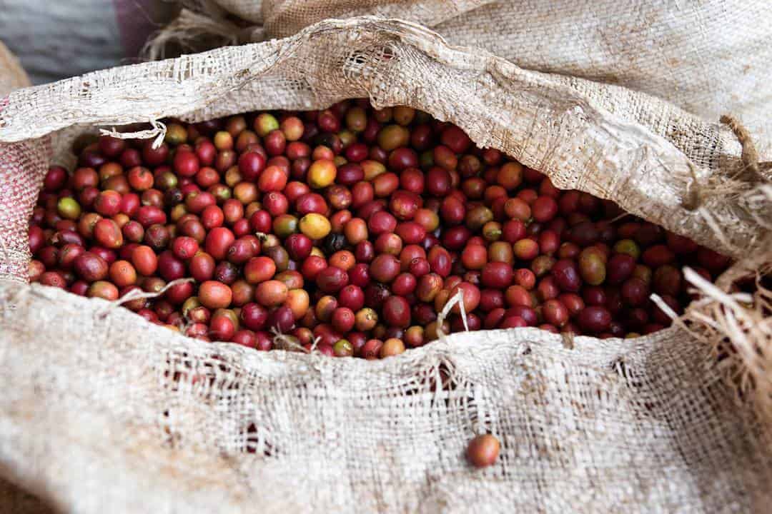 Harrar Coffee: A Blend of Nature, Quality, and Tradition