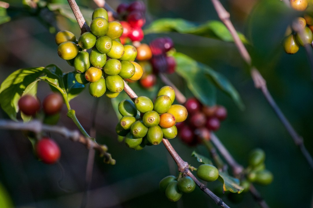 Yirgacheffe Coffee’s Rich Heritage and Natural Excellence